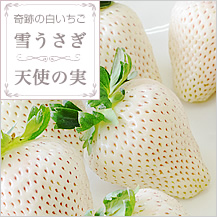 奇跡の白いちご「雪うさぎ」「天使の実」